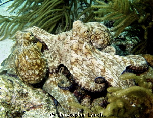 2 octo's XXX by Christopher Lynch 
